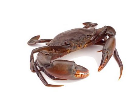 Ennia Large Dried Crab