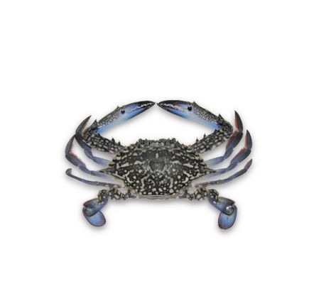 Likhaa Large Fresh Crab