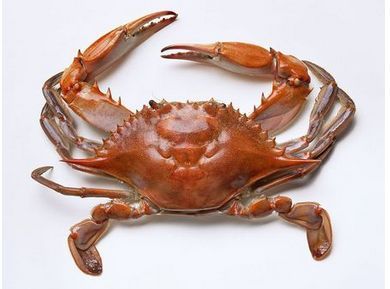 Maryland Crabs