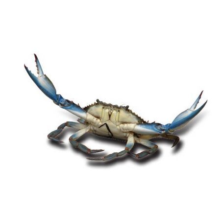 Sikhaa Good And Fresh Crab