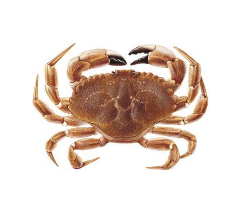 Sunteeks Unique Smoked Crab