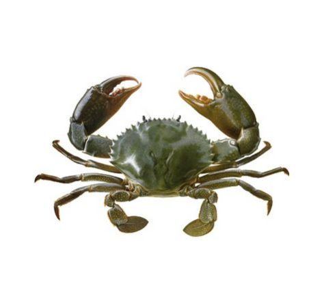 Yumfillis Good And Dried Crab