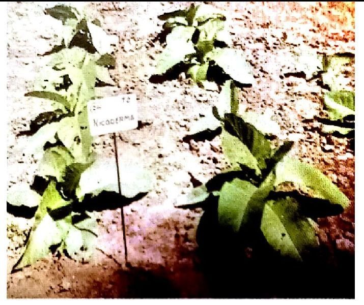 Organic With Nicoderma