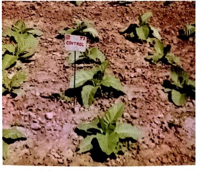 Organic Without Nicoderma