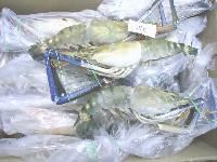 Freshwater Scamp (Macrobrachium Rosenbergii)