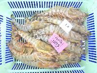 Headon Bamboo (Marsupenaeus Japonicus)