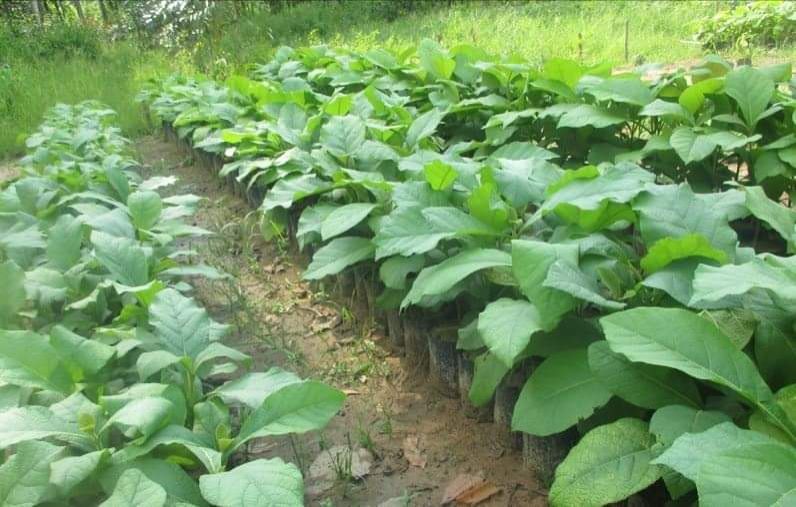 Tissue Culture Teak Plant's