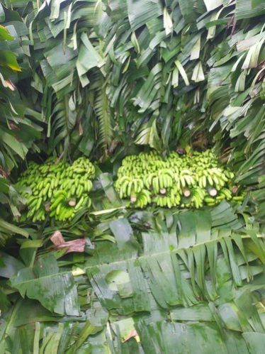 Fresh Green Banana 08