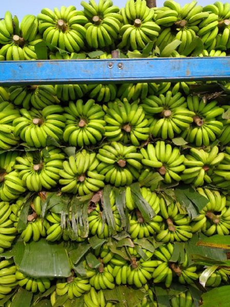 Fresh Green Banana 01