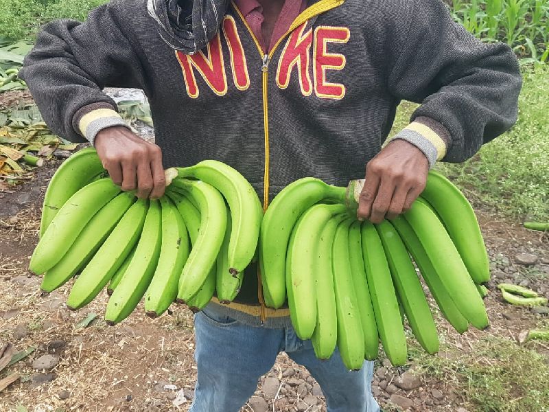 Fresh Green Banana 02