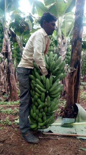 Fresh Green Banana 04