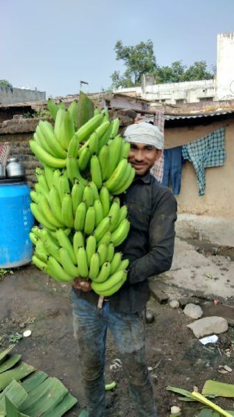 Fresh Green Banana 05