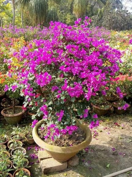 BOUGAINVELLIA-01