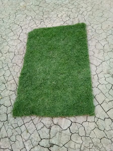 CARPET GRASS SAMPLE