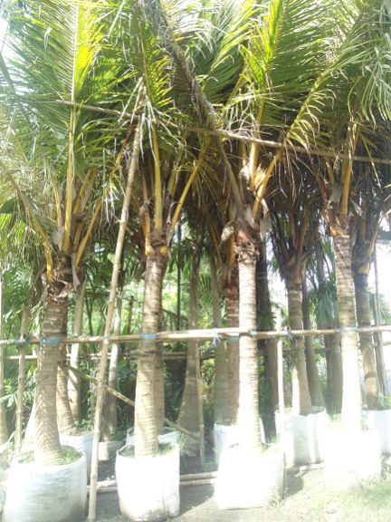 Coconut Tree