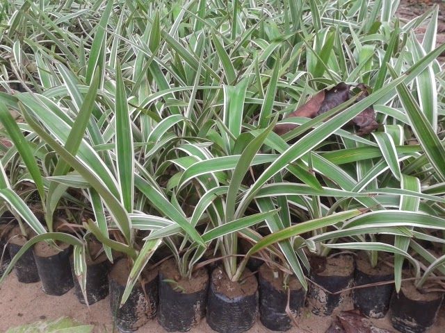 Danella Tasmanica Variegata