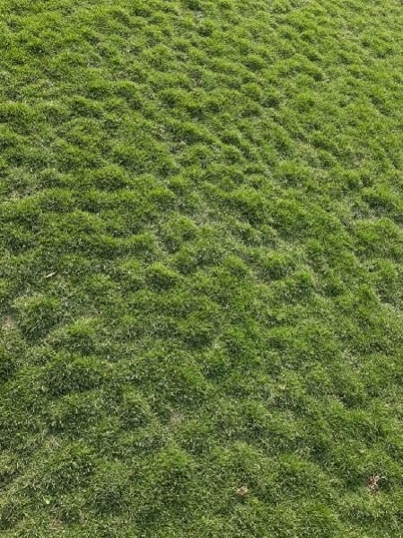 MEXICAN   GRASS