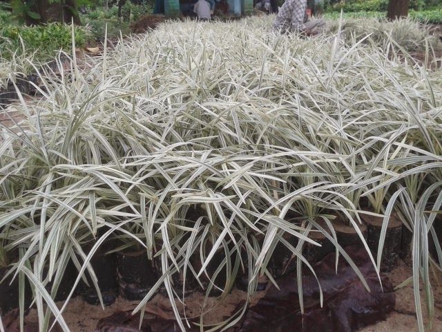 OPHIOPOGAN JABURAN VARIEGATA