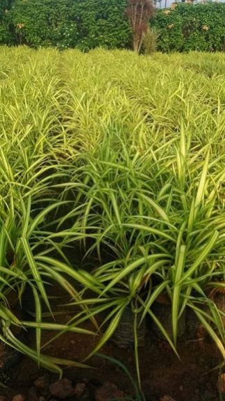 Pandanus Sanderi VARIEGATA
