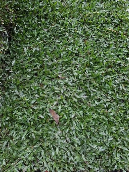 PASPALUM GRASS