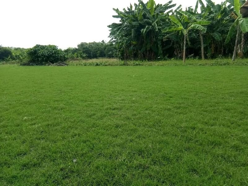 SELECTION -1 GRASS