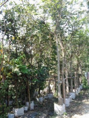 Spathodia Companulata