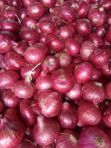 Red Onion 01