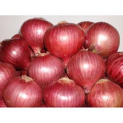 Red Onion 02