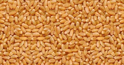 Wheat Seed 02