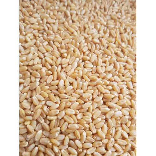 Sharbati Wheat 01