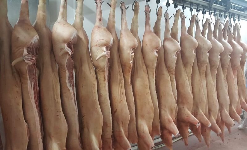 Fresh Pork Carcass 01