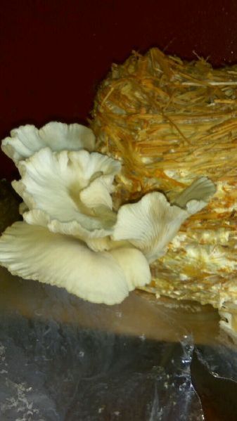 Fresh Oyster Mushroom 01
