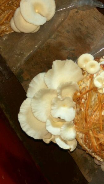 Fresh Oyster Mushroom 02
