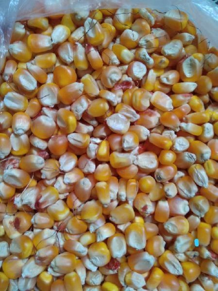 Maize Seeds 01