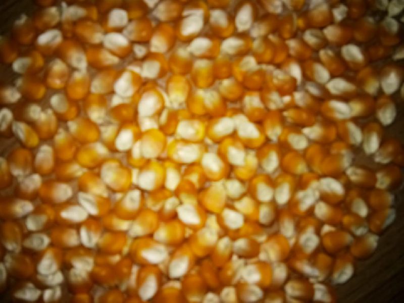 Maize Seeds 02