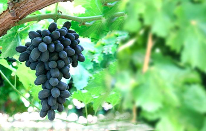 Black Seedless Grapes