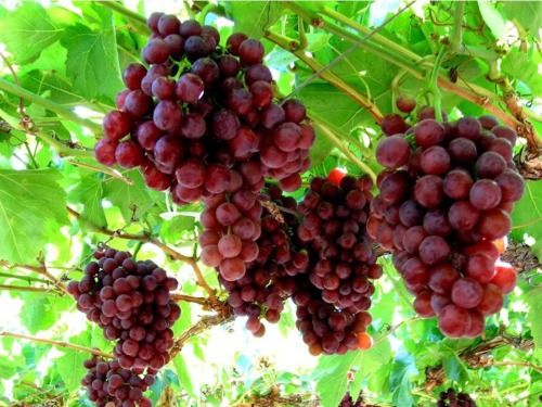 Red Seedless Grapes