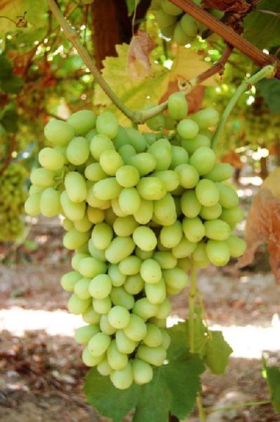 Thompson Seedless Grapes