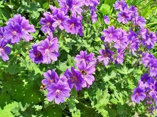 Geranium Flower Plant 01