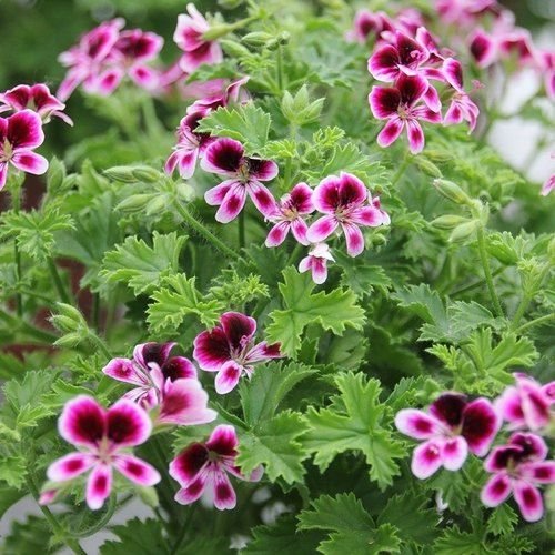 Geranium Flower Plant 02