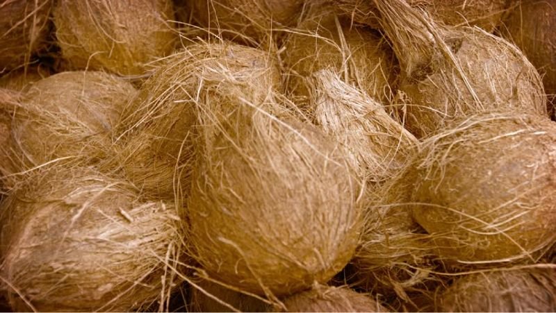 Semi Husked Coconut 02