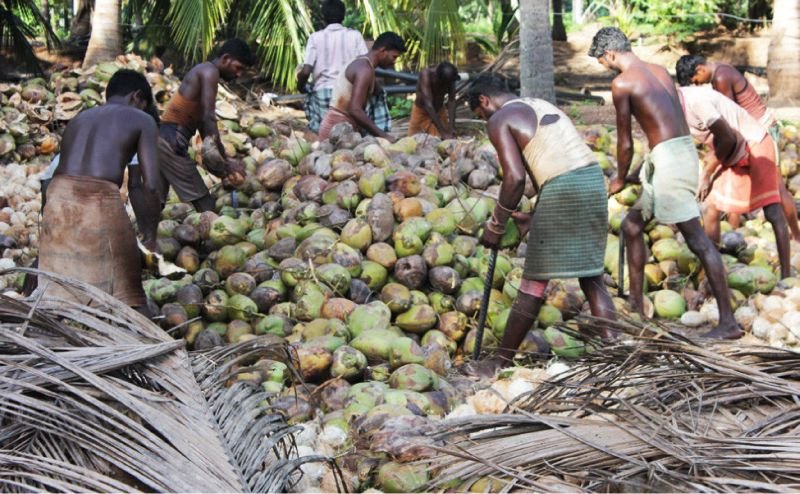 Semi Husked Coconut 03