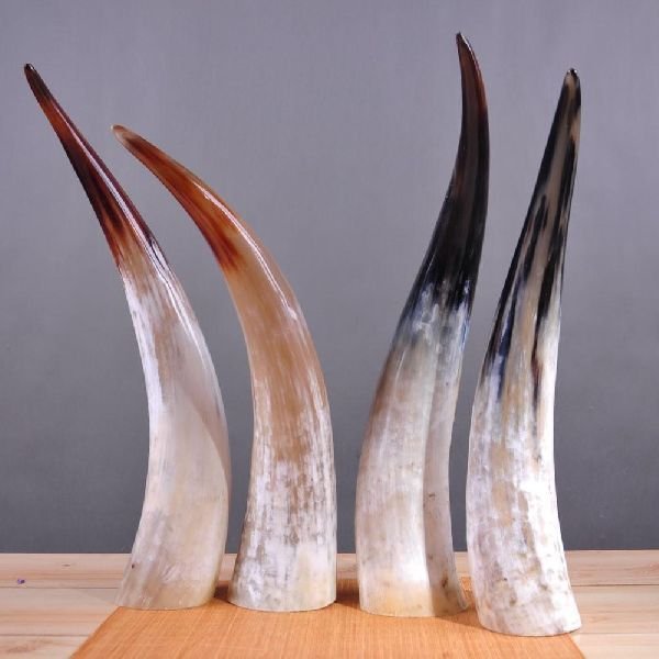 Drinking Horn 04