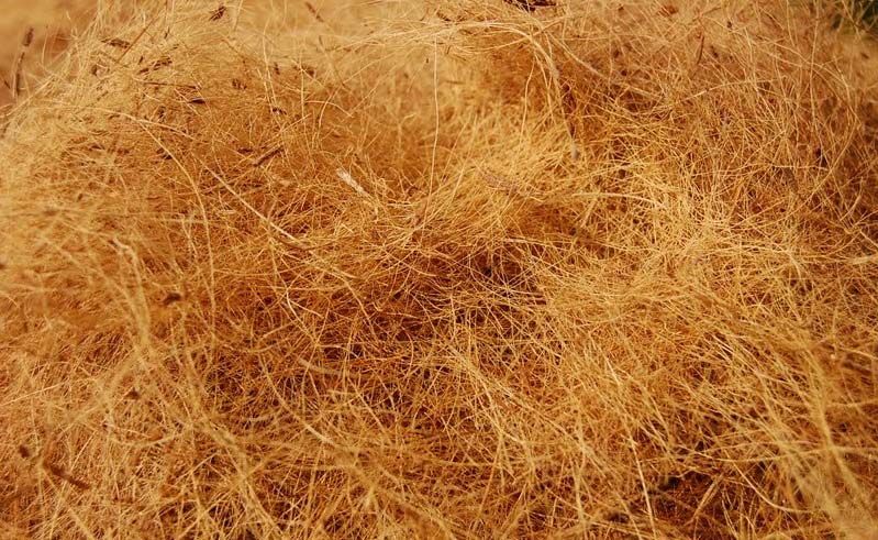 Coir Fiber 04