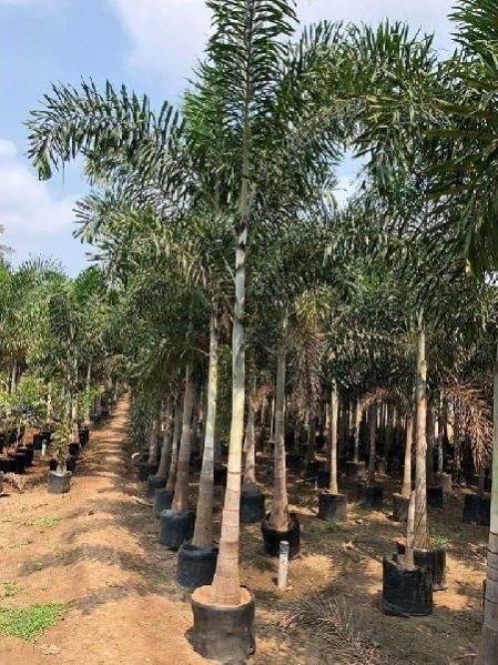 Fox Tail Palm Tres