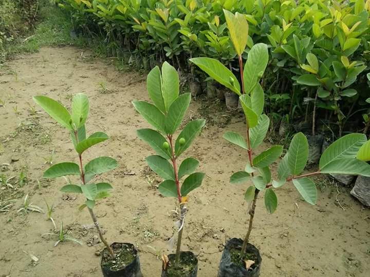 Guavav VNR Plant