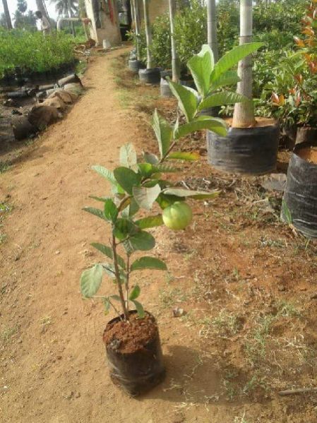 Guavav VNR Plant