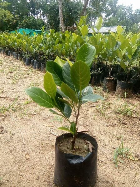 Jack Fruit Plant