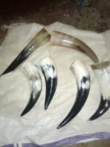 Drinking Horns