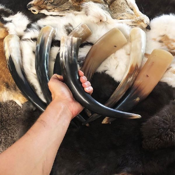 Drinking Horns